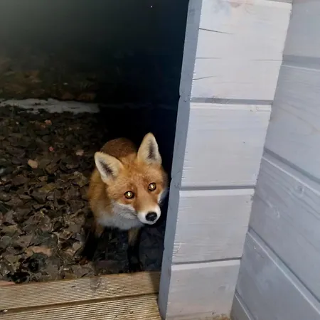 Pod Ostoja Gory Sowie Alpstuga Lomnica (Walbrzych)