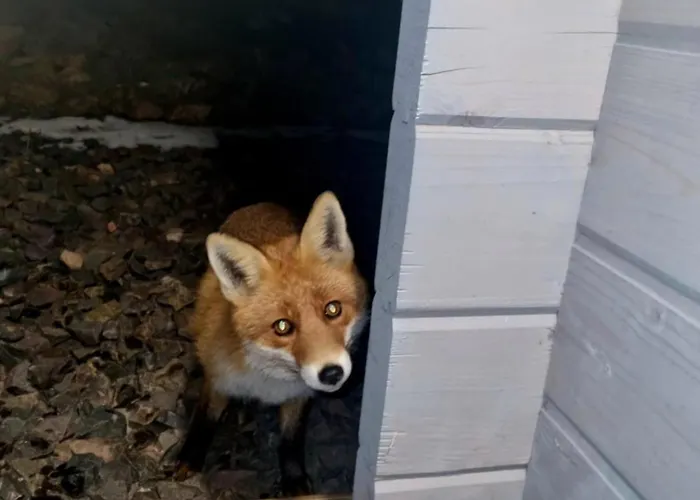 Pod Ostoja Gory Sowie Chalet Lomnica (Walbrzych)